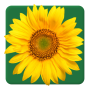 icon Calflora Observer Pro