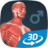 icon Human body male educational VR 3D(Menselijk lichaam (mannelijk) 3D-scène) 1.30