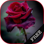 icon com.free.roses(I Love Flowers Live Wallpapers, Free Rose Images
)