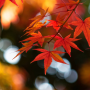 icon Autumn Leaf Fall Wallpaper(Herfst behang)