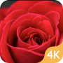icon com.xy.wallpapers.rose(Rose Wallpaper 4K - HD Flower Background Gratis
)