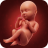 icon Pregnancy Calculator(Zwangerschap Tracker Rekenmachine) 4.01