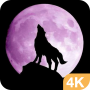icon com.sr.wp.wolf(Wolf-achtergronden HD en gratis weerwolf 4k Achtergrond
)