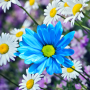 icon Daisies Flowers Live Wallpaper (Madeliefjes Bloemen Live Achtergrond)