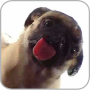 icon Dog Licker Live Wallpaper FREE (Dog Licker Live Wallpaper GRATIS)