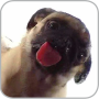 icon Dog Licking Live Wallpaper (Dog Licker Live Wallpaper GRATIS)