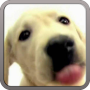icon Dog Screen Cleaner LWP (HONDENSPREIN CLEANER LWP GRATIS)