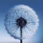 icon Dandelion(Paardebloem Live Wallpaper)