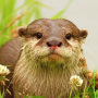 icon The Otter (The Otter
)