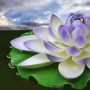 icon Lotus Flower Wallpapers(Lotus Flower achtergronden)
