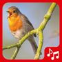 icon Sounds of birds. Songs and bird tones(Vogelgeluiden. Leuke liedjes.)