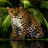 icon Angry Forest Leopard LWP 3