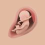 icon Mommy Womb - Pregnancy Tracker (Mama Baarmoeder - Zwangerschapstracker)