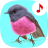 icon Bird songs: Ringtones(Bird Songs: Ringtones
) 7.0