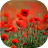 icon Poppies live wallpaper(Papavers live wallpaper) 5.5