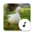 icon Duck Sounds 4.9.1