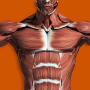 icon Muscles 3D Anatomy(Spiersysteem 3D (anatomie))