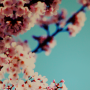 icon jp.co.a_tm.android.plus_sakura_nostalgie(Shimbun Sakura Nostalgia + HOME-thema)