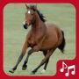icon Horse Sounds. beautiful neighs (Paardengeluiden. Prachtig gehinnik)