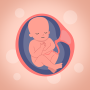 icon com.pregnancytracker.tm(Календарь беременности
)