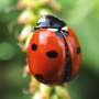 icon Ladybug Wallpapers (Lieveheersbeestje Wallpapers)