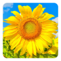 icon Golden Sunflower Live Wallpaper(Gouden zonnebloem LWP)